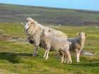 Merino sheep. Sheep farming of great economic importance to the Falkland Islands, Volunteer Point Art Print